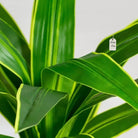 Artificial Dracaena Tree 190 Cm Luxury Casa