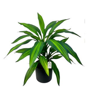 Artificial Draceana Plant 55 Cm