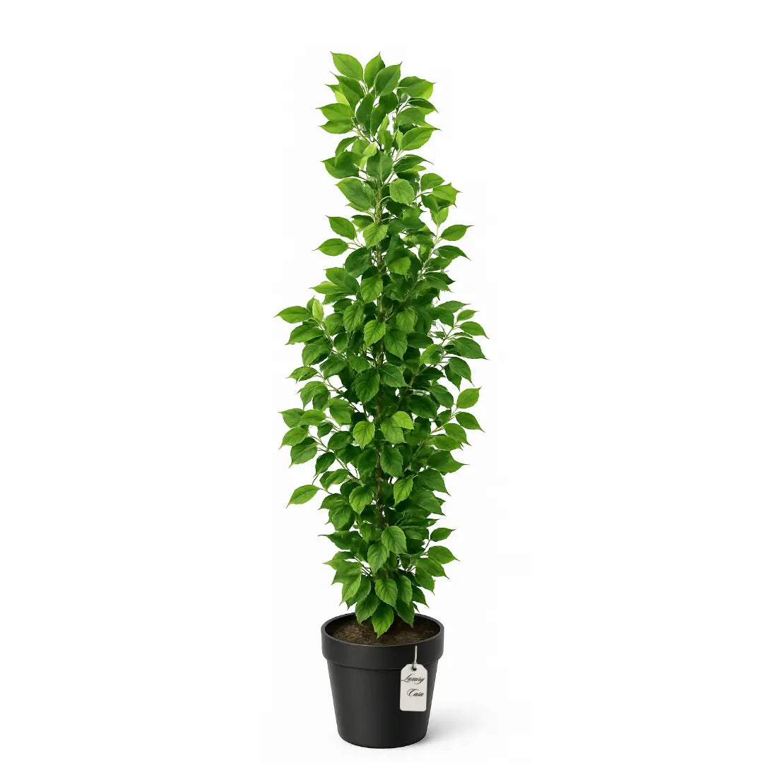 Artificial Ficus Tree 150 cm Luxury Casa