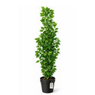 Artificial Ficus Tree 150 cm Luxury Casa
