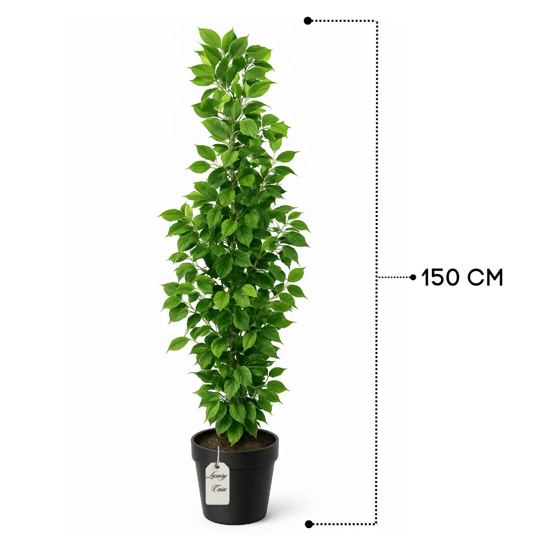 Artificial Ficus Tree 150 cm Luxury Casa