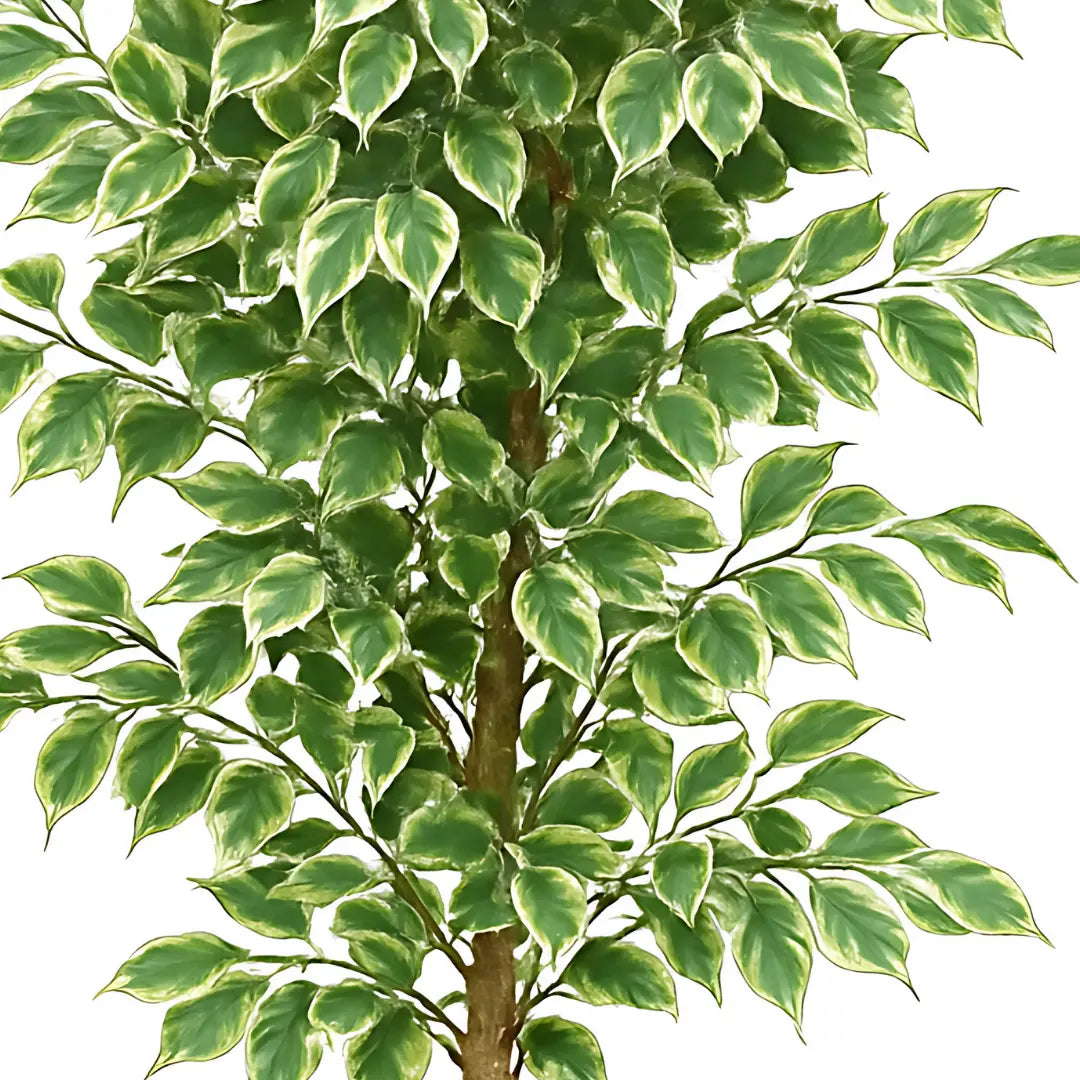 Artificial Ficus Tree 180 cm Luxury Casa
