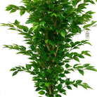 Artificial Ficus Tree 180 cm Luxury Casa