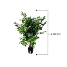 Artificial Ficus Tree With Natural Wooden Trunk 120 Cm Luxury Casa
