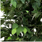 Artificial Ficus Tree With Natural Wooden Trunk 150 Cm Luxury Casa