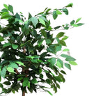 Artificial Ficus Tree With Natural Wooden Trunk 180 cm Luxury Casa