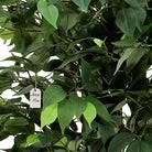 Artificial Ficus Tree With Natural Wooden Trunk 200 Cm Luxury Casa