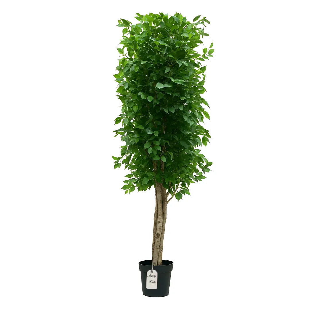 Artificial Ficus Tree With Natural Wooden Trunk 250 cm Luxury Casa