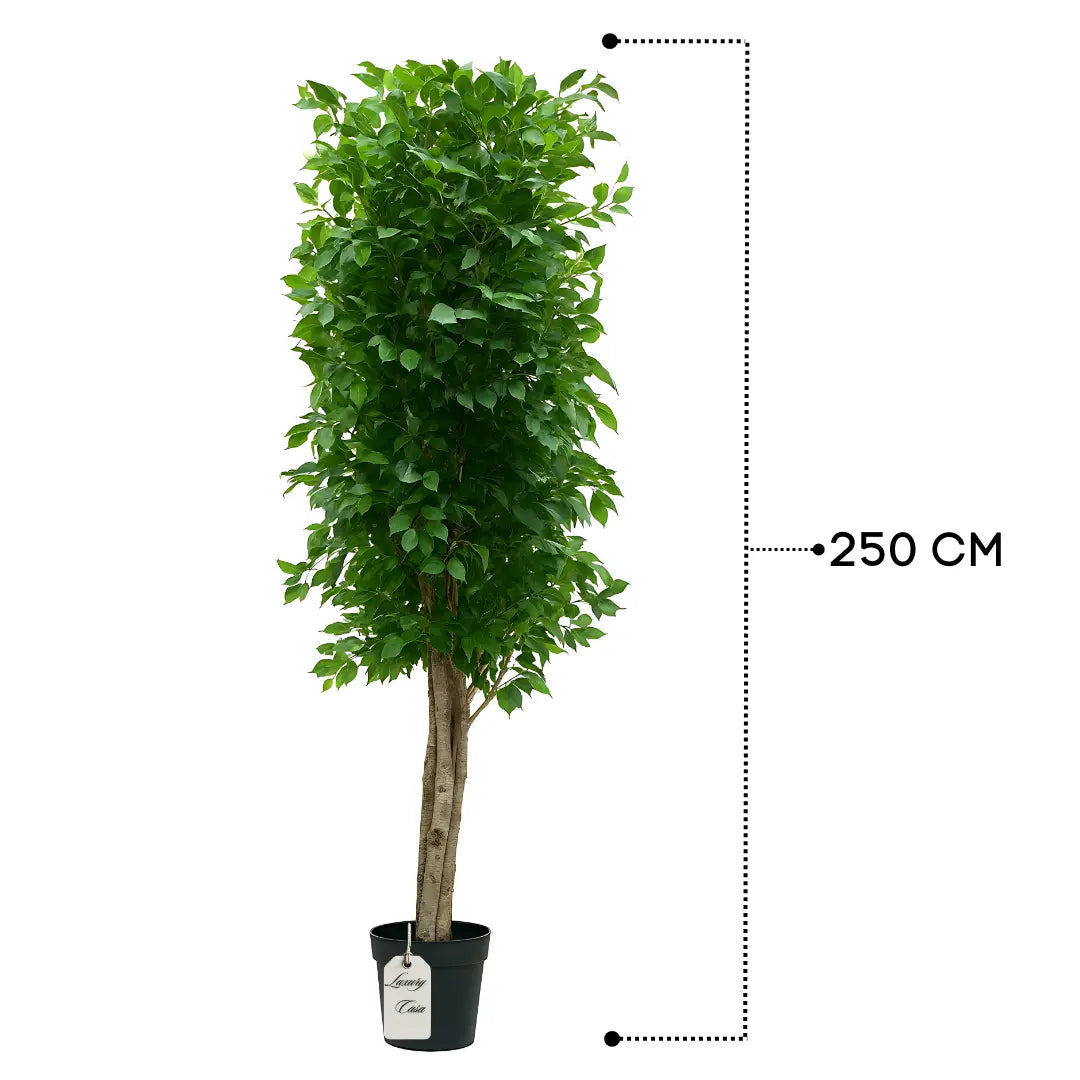 Artificial Ficus Tree With Natural Wooden Trunk 250 cm Luxury Casa