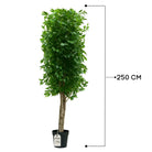 Artificial Ficus Tree With Natural Wooden Trunk 250 cm Luxury Casa