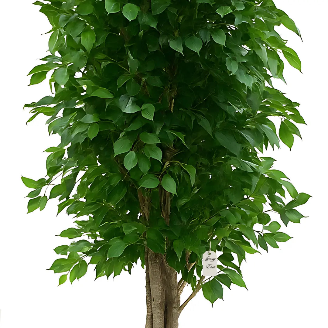 Artificial Ficus Tree With Natural Wooden Trunk 250 cm Luxury Casa