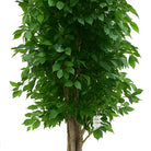Artificial Ficus Tree With Natural Wooden Trunk 250 cm Luxury Casa