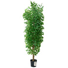 Artificial Ficus Tree With Natural Wooden Trunk 300 cm Luxury Casa