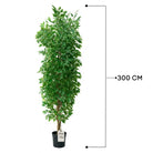 Artificial Ficus Tree With Natural Wooden Trunk 300 cm Luxury Casa