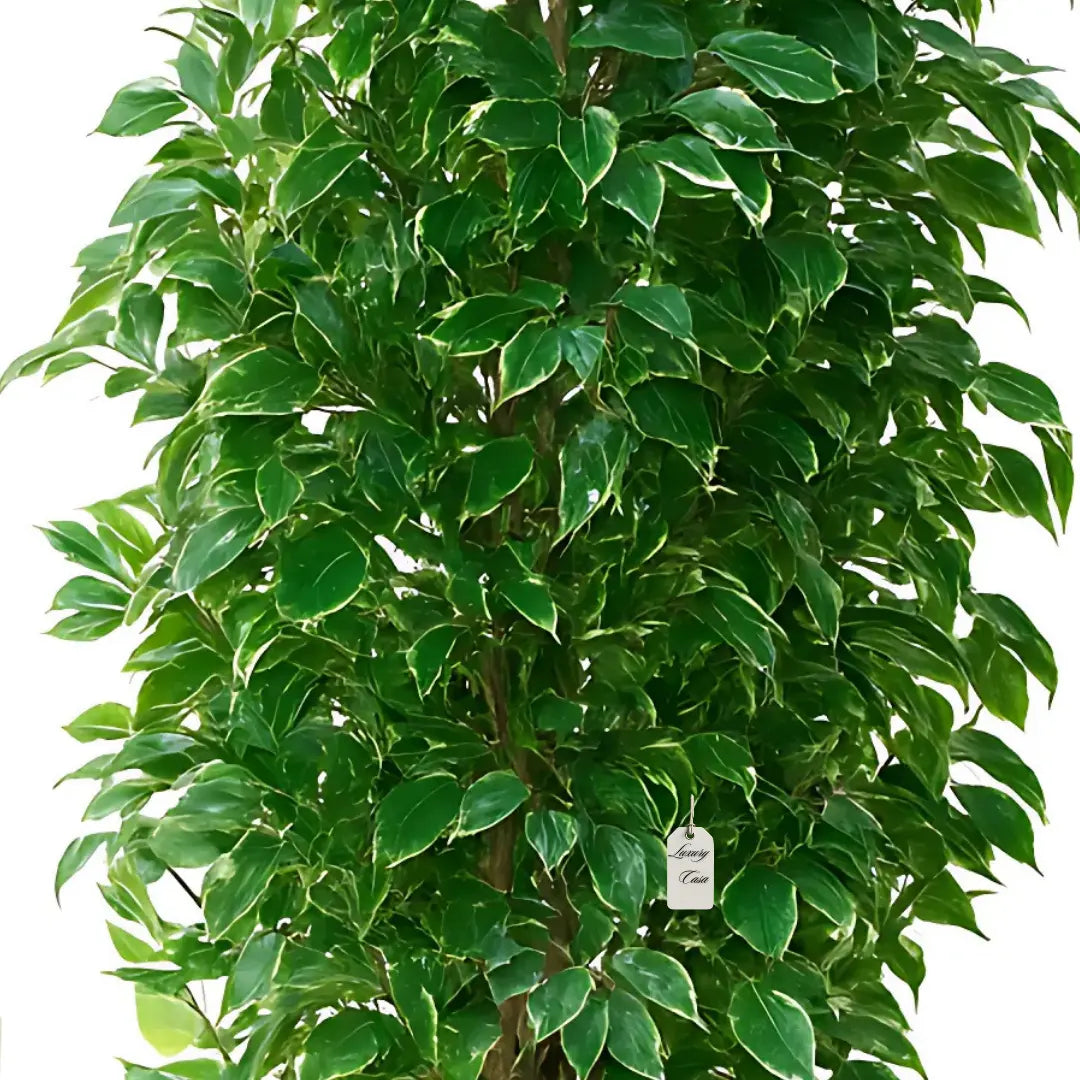 Artificial Ficus Tree With Natural Wooden Trunk 300 cm Luxury Casa