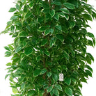 Artificial Ficus Tree With Natural Wooden Trunk 300 cm Luxury Casa