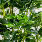 Artificial Schefflera Tree 100 cm Luxury Casa