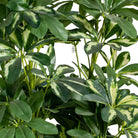 Artificial Schefflera Tree 120 cm Luxury Casa