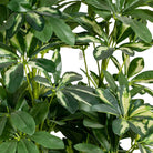 Artificial Schefflera Tree 150 cm Luxury Casa