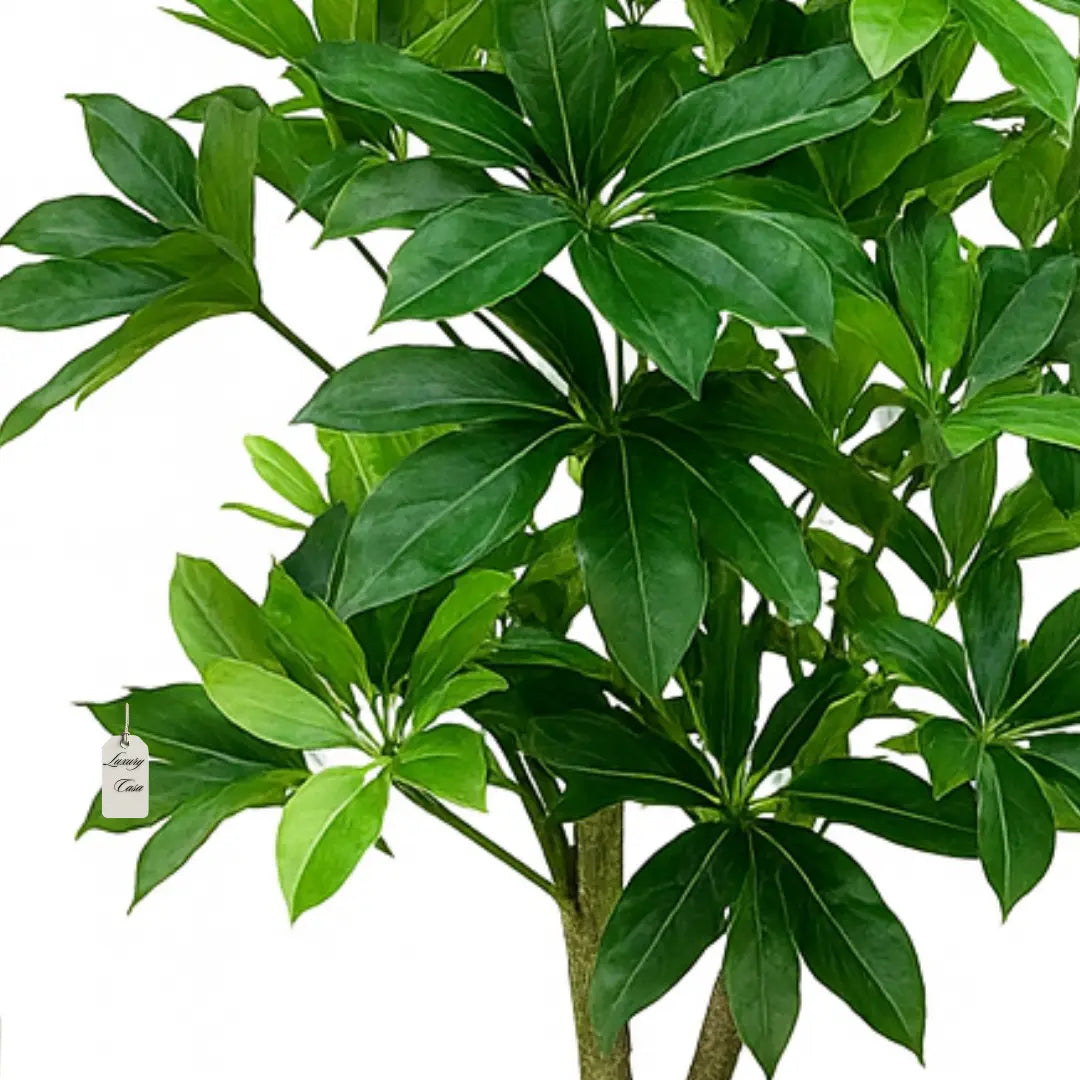 Artificial Schefflera Tree 180 cm Luxury Casa