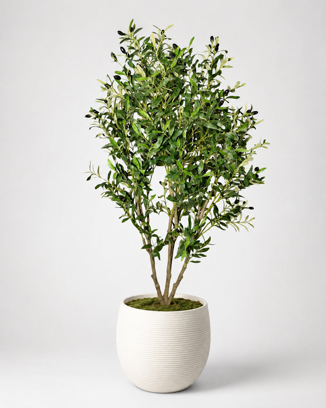 Designer Touch Olive Tree with White Ribbed Planter