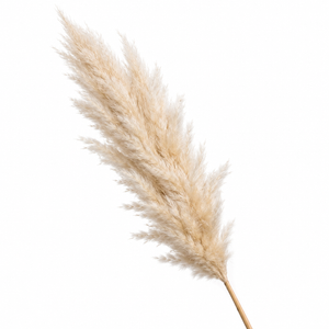 Natural- Pampas Grass Stem