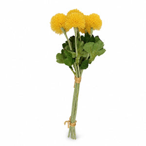 Craspedia Pompon Flower Bundle