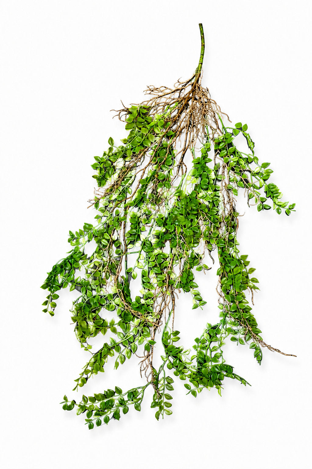Artificial Hanging Dischidia Vine with Root Detail