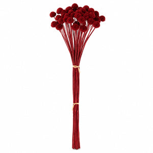 Preserved Billy Ball Stem Bundle
