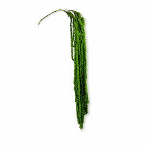 Cascading Amaranthus Spray