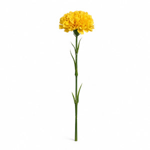 Regal Carnation Stem
