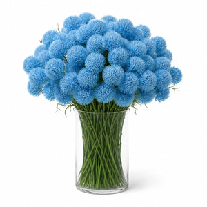 Dianthus Pom-Pom Arrangement