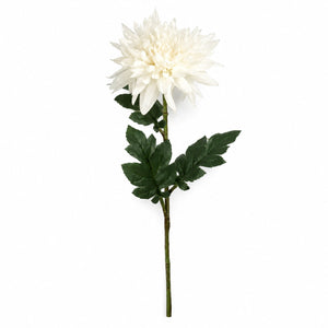 Imperial Chrysanthemum Stem