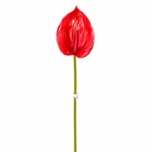 Lustre Anthurium Stem