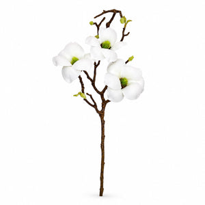 Sculptural Magnolia Blossom Branch