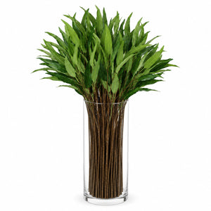 Willow Eucalyptus