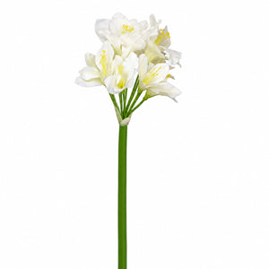Agapanthus Blossom Stem
