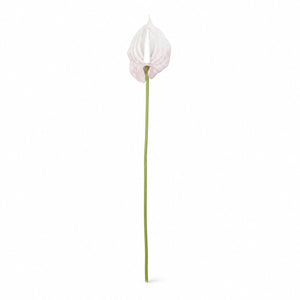 Lustre Anthurium Stem