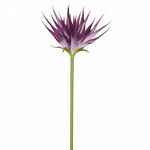 Sculptural Protea Bloom Stem