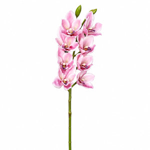 Cymbidium Orchid Bloom Stem