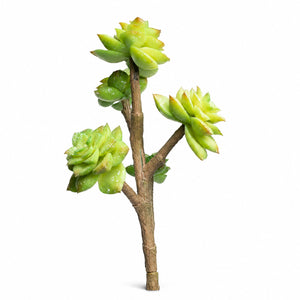 Jade Succulent Branch