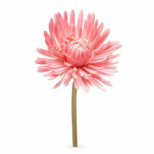 Majestic Spider Chrysanthemum Stem