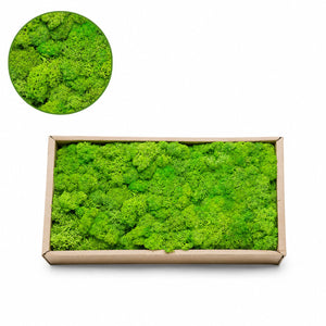 Preserved Reindeer Moss Box