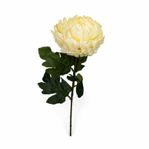 Royal Chrysanthemum Stem