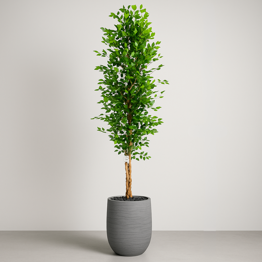 Artificial Ficus Tree With Natural Wooden Trunk 250 Cm Luxury Casa