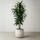 Artificial Dracaena Tree 180 cm Luxury Casa