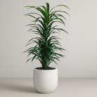 Artificial Dracaena Tree 180 cm Luxury Casa