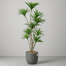 Artificial Dracaena Tree 150 cm Luxury Casa