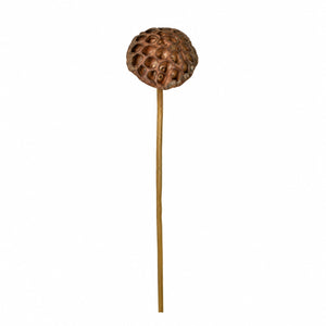 Lotus Seed Pod Decorative Stem