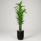 Artificial Dracaena Tree 180 cm Luxury Casa